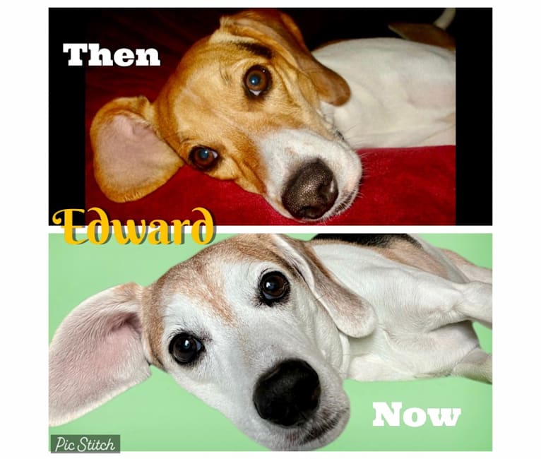 Edward, a Beagle and Russell-type Terrier mix tested with EmbarkVet.com