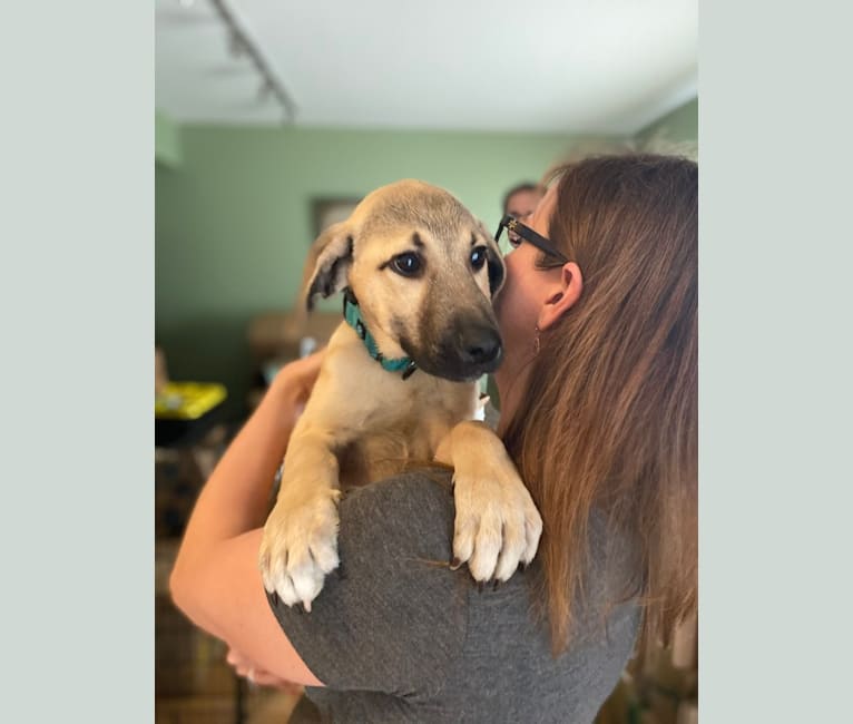 Mountain cur top great pyrenees mix