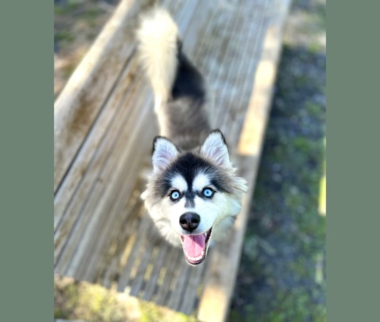 Brady, a Pomsky tested with EmbarkVet.com