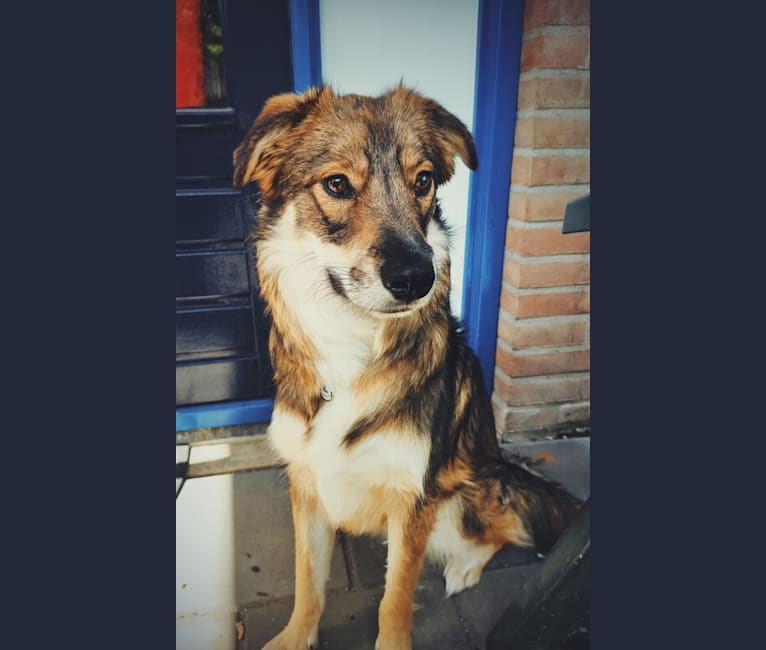 Flóki, an Eastern European Village Dog tested with EmbarkVet.com