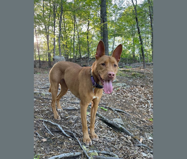 Lavender, an American Pit Bull Terrier and Chow Chow mix tested with EmbarkVet.com