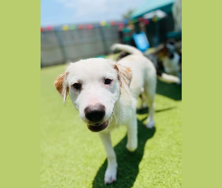 Thor, an American Pit Bull Terrier and Australian Shepherd mix tested with EmbarkVet.com