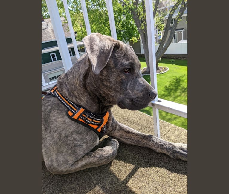 Photo of Murphy, an American Pit Bull Terrier, Mastiff, and American Staffordshire Terrier mix in Scituate, Rhode Island, USA