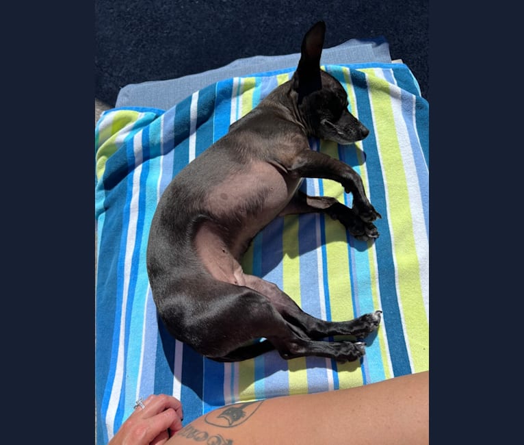 Fay, a Rat Terrier and Chihuahua mix tested with EmbarkVet.com