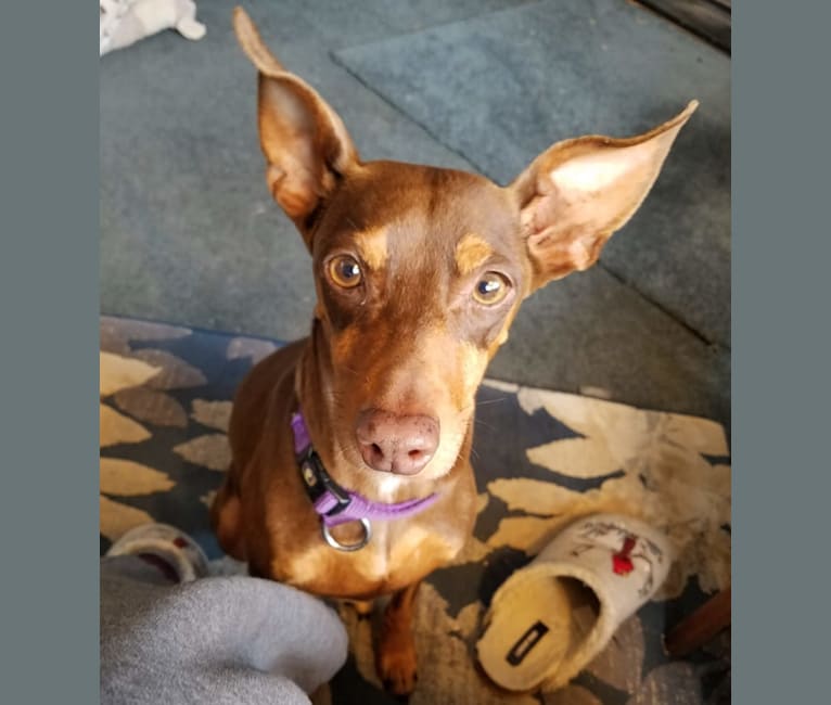 Blossom, a Miniature Pinscher tested with EmbarkVet.com