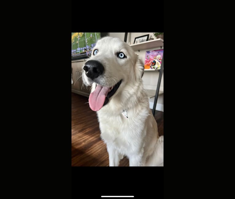 Tucker, a Great Pyrenees and Siberian Husky mix tested with EmbarkVet.com