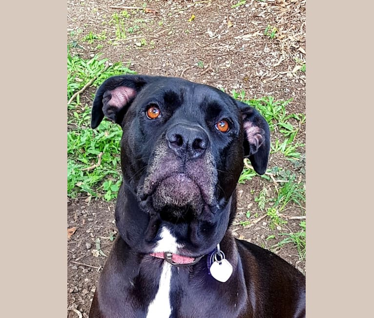 Cane corso american bully mix sales