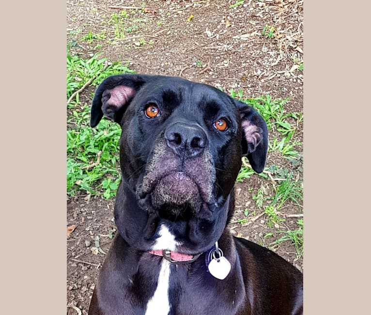 Lilly, a Cane Corso and American Bully mix tested with EmbarkVet.com