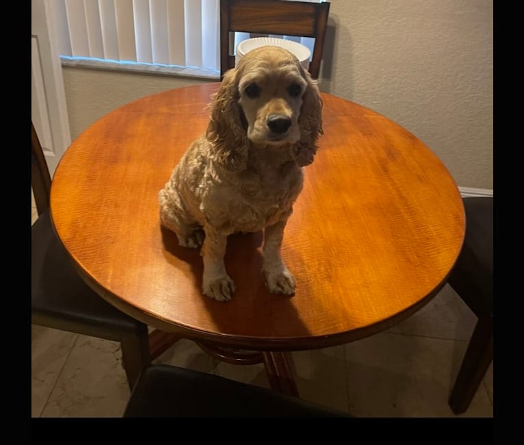 Bella, a Cocker Spaniel tested with EmbarkVet.com