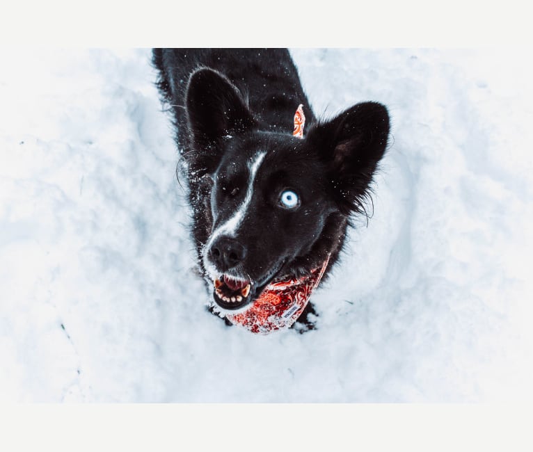 Willow, a Labrador Retriever and Dalmatian mix tested with EmbarkVet.com