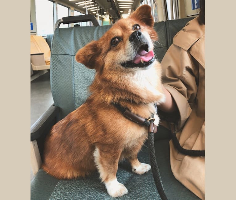 Rocket, a Chinese Village Dog and Pekingese mix tested with EmbarkVet.com