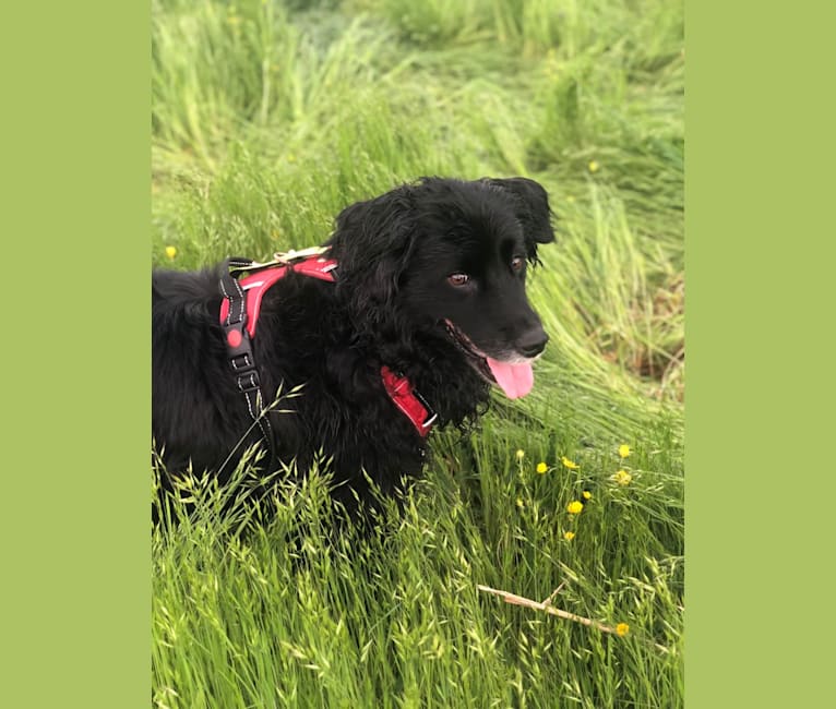 Rogue Franklin, a Golden Retriever and Border Collie mix tested with EmbarkVet.com