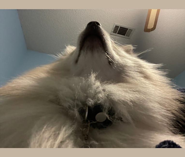 Koda, a Pomeranian tested with EmbarkVet.com