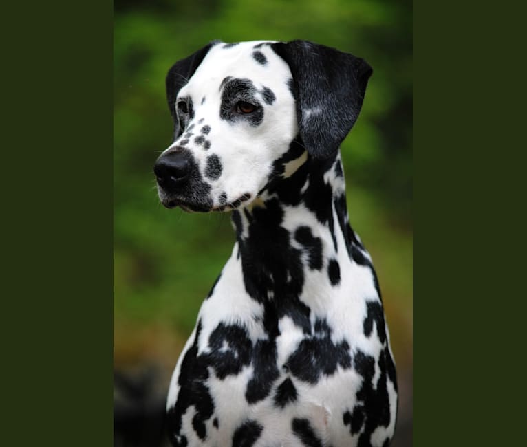 Leilani, a Dalmatian tested with EmbarkVet.com