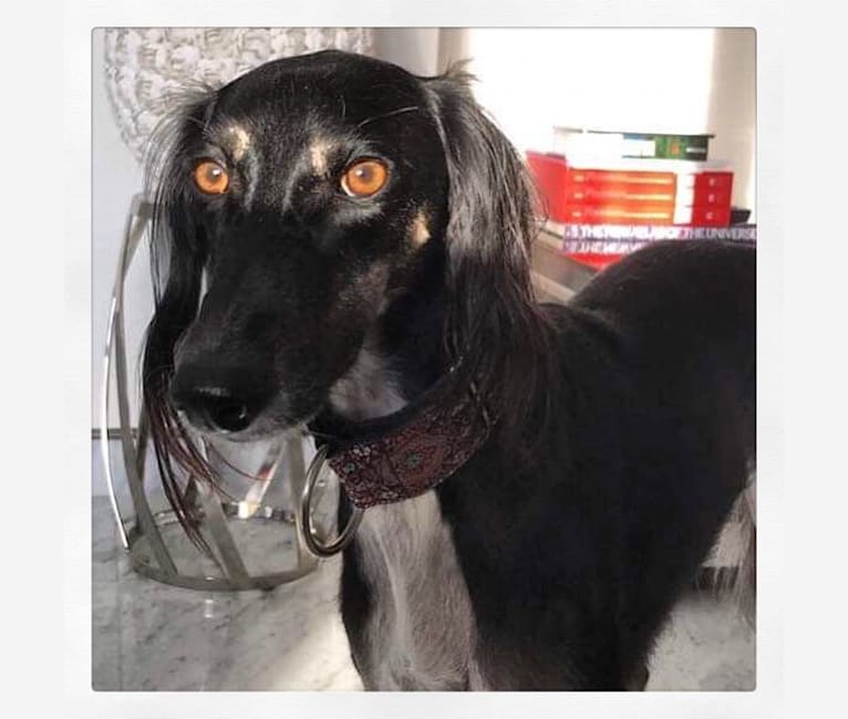 Samra, a Saluki tested with EmbarkVet.com