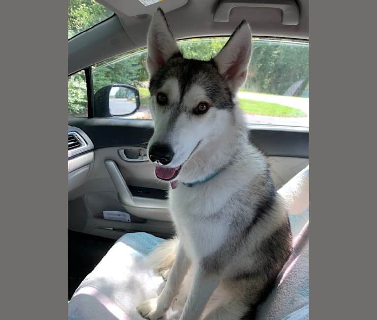 Sakari, a Siberian Husky and Alaskan Malamute mix tested with EmbarkVet.com