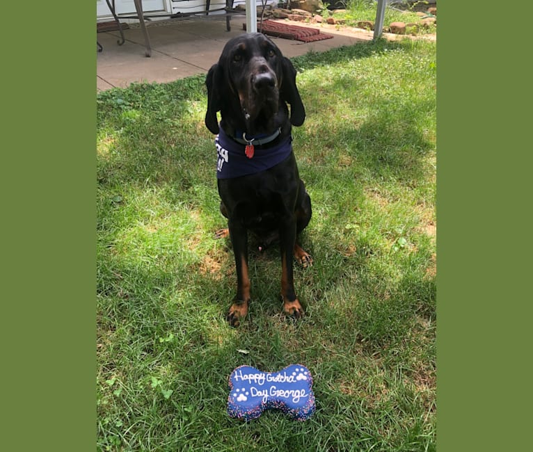 George, a Black and Tan Coonhound tested with EmbarkVet.com