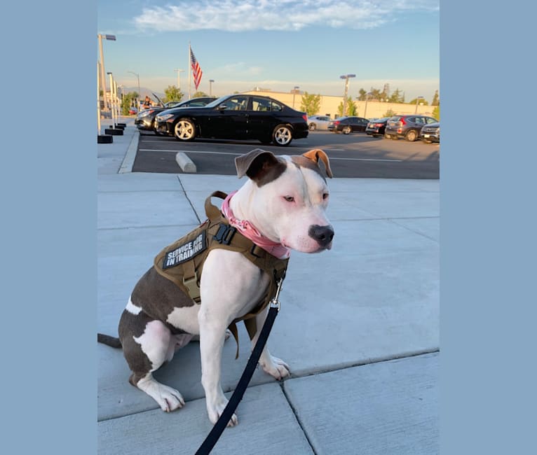 Aenaria, an American Bully tested with EmbarkVet.com