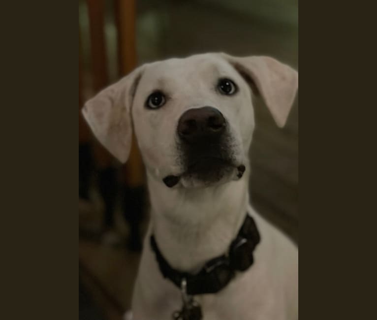Billie Boy, an American Pit Bull Terrier and Labrador Retriever mix tested with EmbarkVet.com