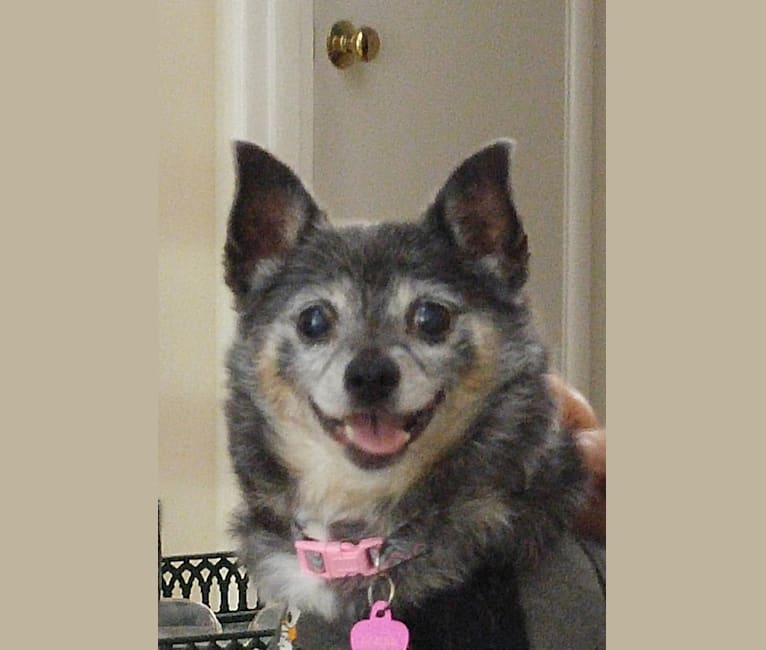 Photo of Maya, a Pomeranian, Chihuahua, and Mixed mix