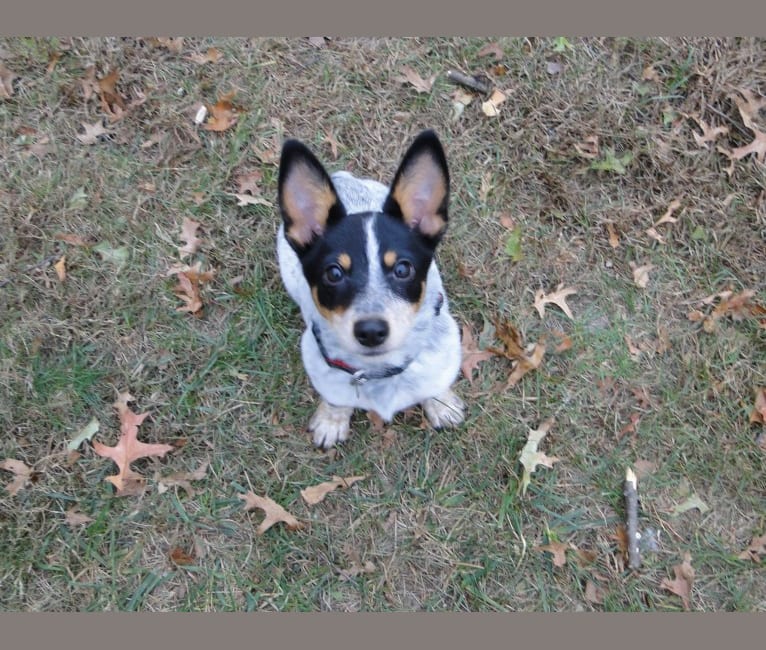 Ozzy, an Australian Cattle Dog and Russell-type Terrier mix tested with EmbarkVet.com