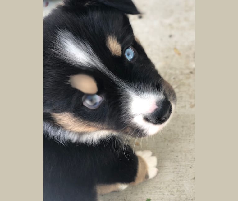 Koda, a Siberian Husky and Australian Cattle Dog mix tested with EmbarkVet.com