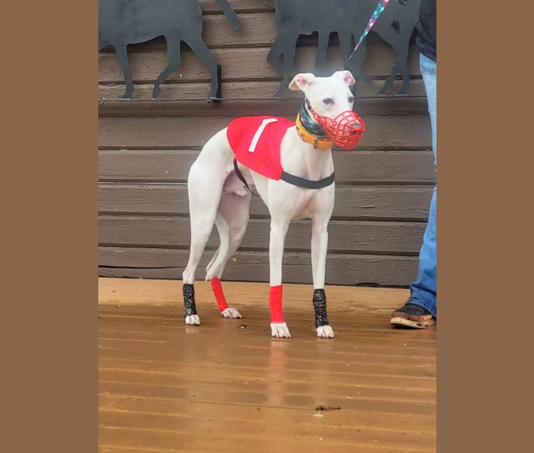 Rush, a Whippet tested with EmbarkVet.com