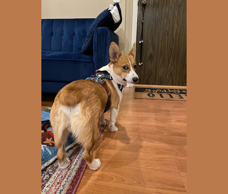 Franklin, a Pembroke Welsh Corgi tested with EmbarkVet.com