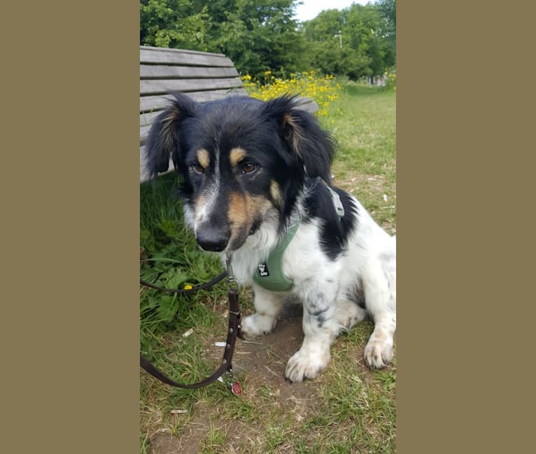 Kailo, an Eastern European Village Dog and Dachshund mix tested with EmbarkVet.com