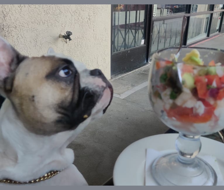 Photo of Menschie the Frenchie, a French Bulldog  in Hesperia, CA, USA