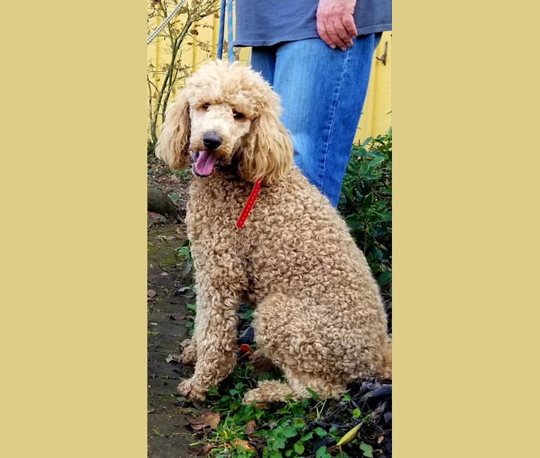 Soda Springs Tell Sackett, a Poodle (Standard) tested with EmbarkVet.com