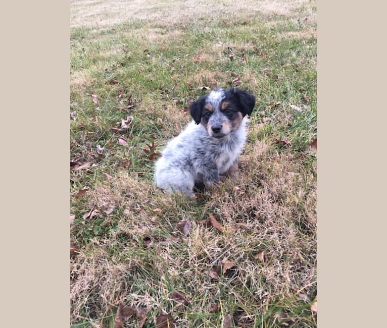 Banjo, an Australian Cattle Dog and Cocker Spaniel mix tested with EmbarkVet.com