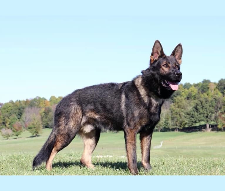 Scorpio, a German Shepherd Dog tested with EmbarkVet.com