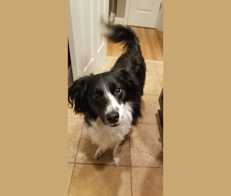 Embark Dog Dna Test Breed