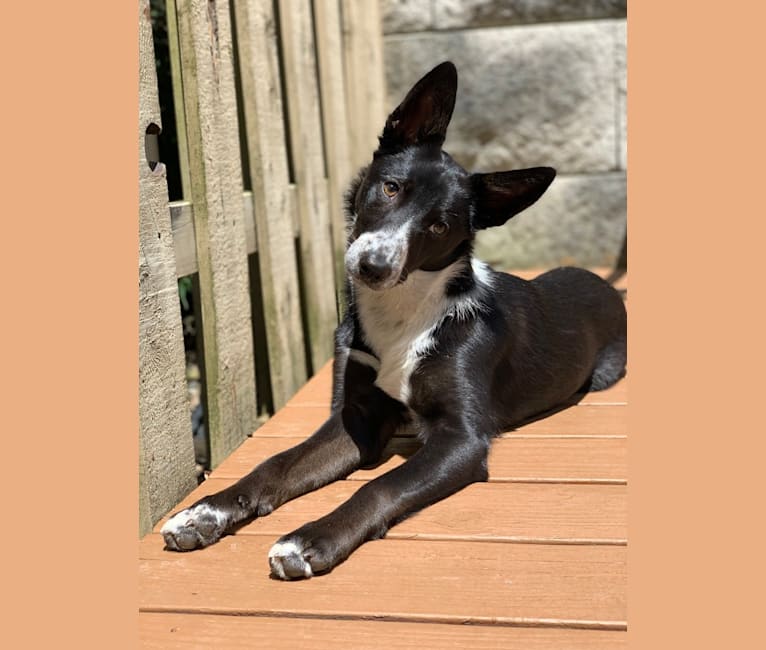 Mcnab kelpie mix store