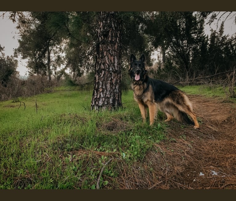 Nova, a German Shepherd Dog tested with EmbarkVet.com