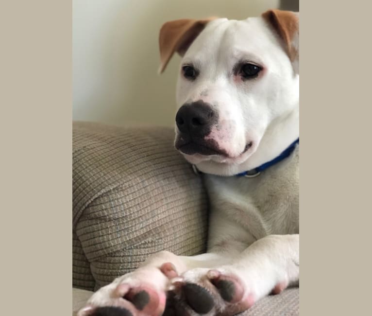 Fritz, an American Pit Bull Terrier and Chow Chow mix tested with EmbarkVet.com