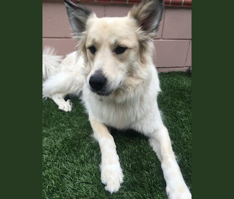 Loki, a Great Pyrenees and Australian Cattle Dog mix tested with EmbarkVet.com