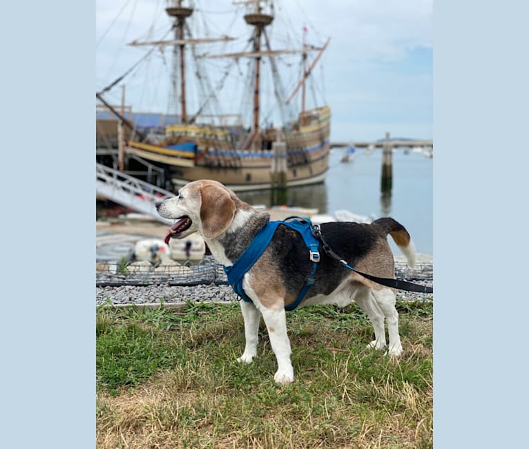 Clark, a Beagle tested with EmbarkVet.com