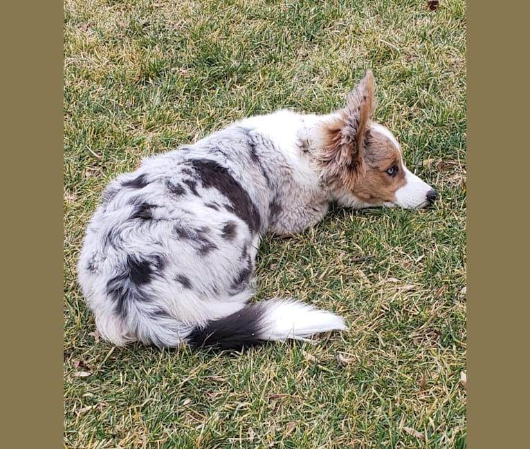 Lexi, a Pembroke Welsh Corgi and Cardigan Welsh Corgi mix tested with EmbarkVet.com