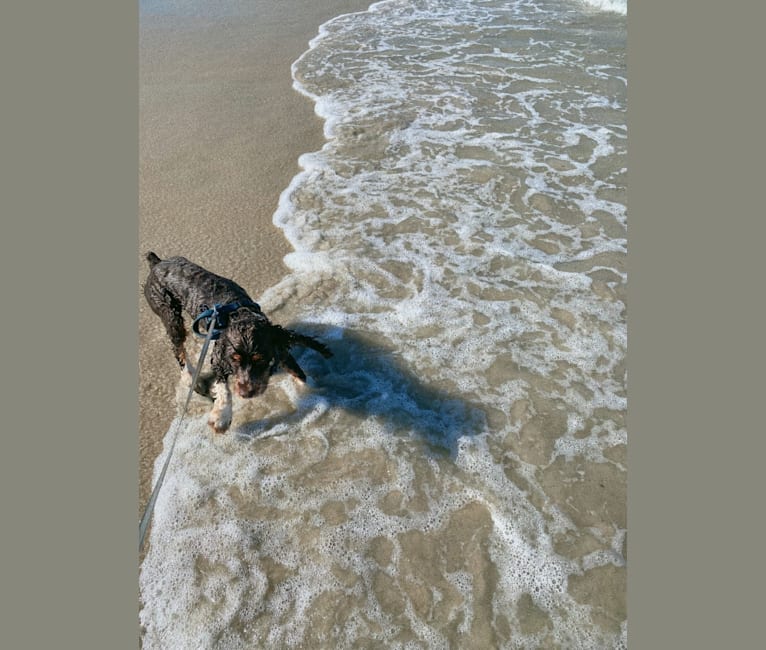 Ozzy, a Cocker Spaniel tested with EmbarkVet.com