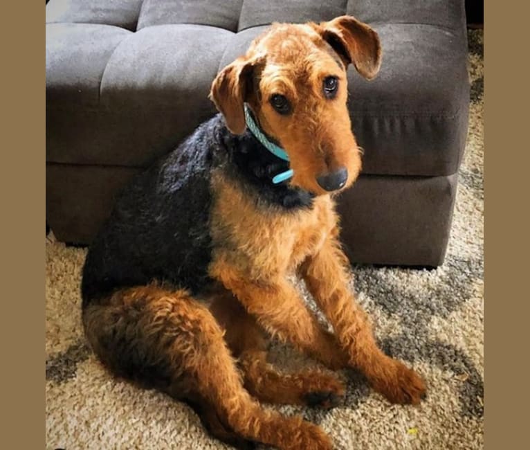 Maisy, an Airedale Terrier tested with EmbarkVet.com