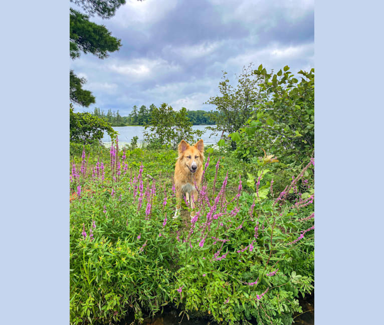 Bear a dog tested with EmbarkVet.com