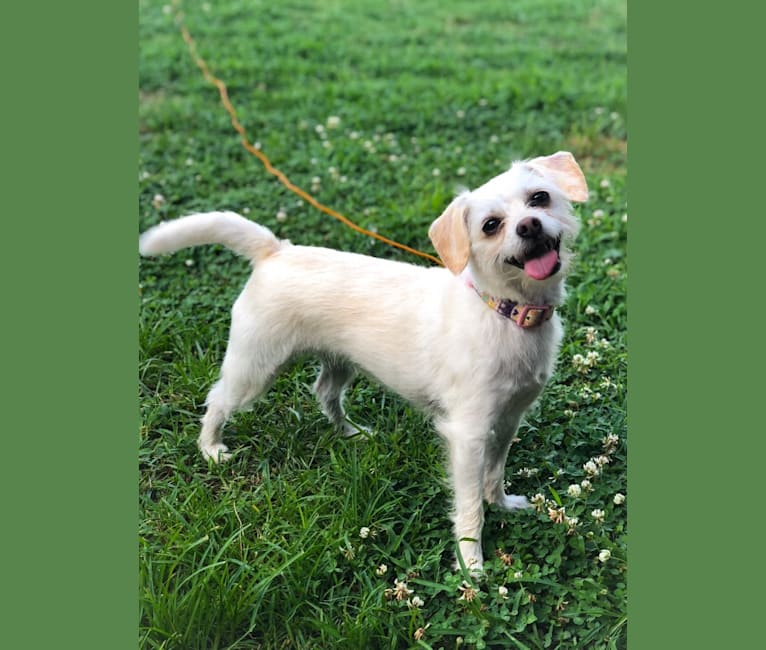 Lacie Lynn, a Bichon Frise and Chihuahua mix tested with EmbarkVet.com