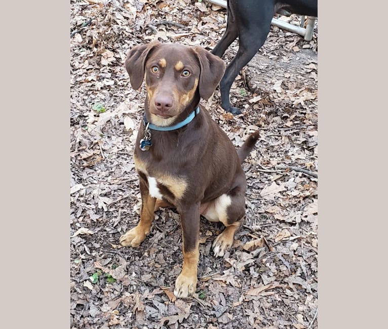 Chocolate catahoula best sale