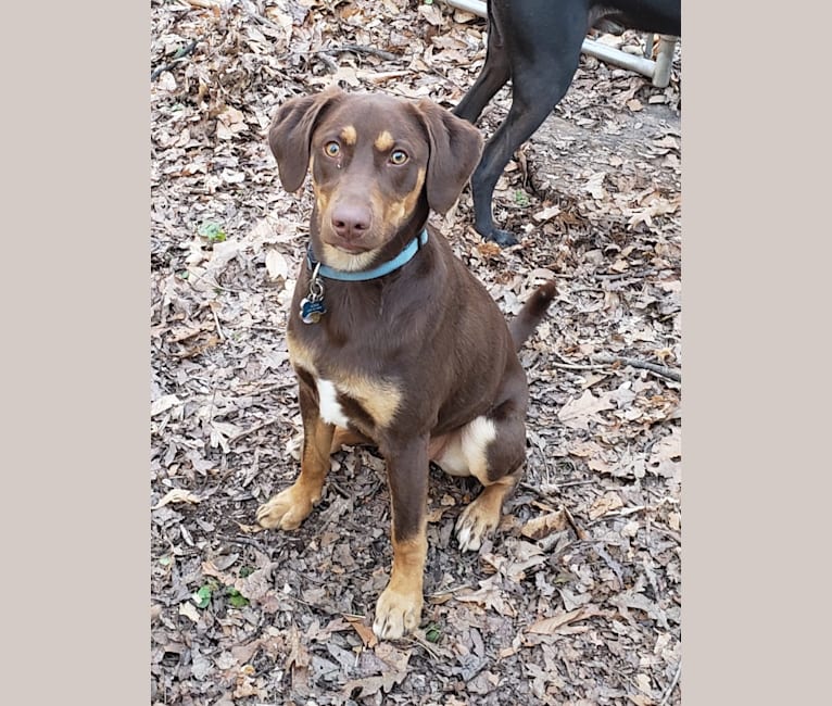 Koda, a Catahoula Leopard Dog and Basset Hound mix tested with EmbarkVet.com