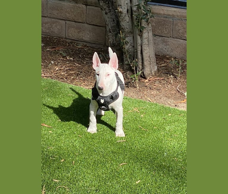 Rosie, a Bull Terrier tested with EmbarkVet.com