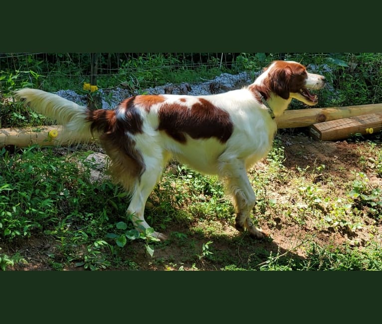 Evelyn Rose, an Irish Red and White Setter tested with EmbarkVet.com