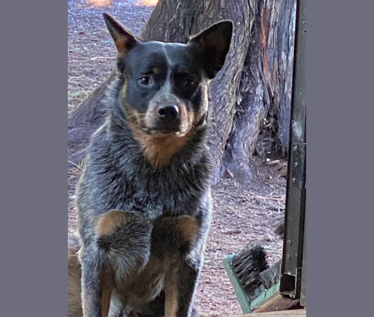 Banx, an Australian Cattle Dog tested with EmbarkVet.com