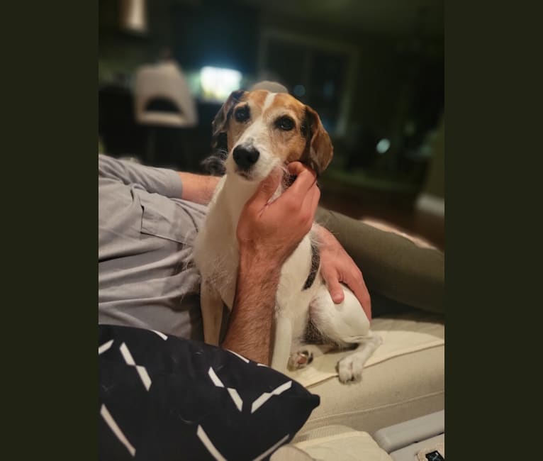 Coonhound jack russell mix sales